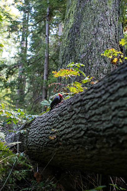 pileated woodpecker at lighthouse park, west vancouver, bc - leaf autumn falling tree imagens e fotografias de stock