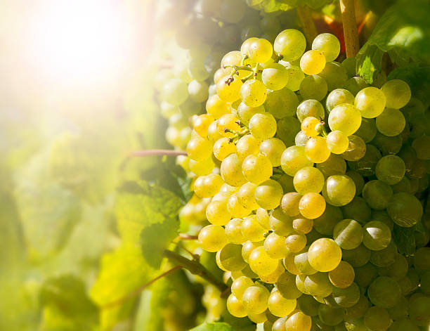 istock Wine grapes in the famous Wachau (Spitz), Lower Austria 612003994