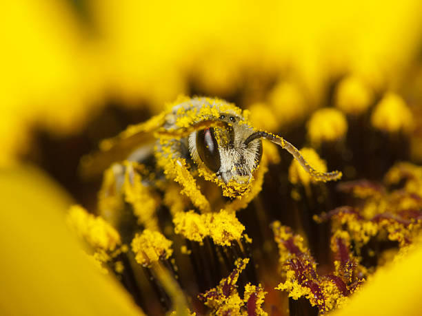 Bee collects nectar and pollen Bee covered with pollen on a yellow flower stamen stock pictures, royalty-free photos & images