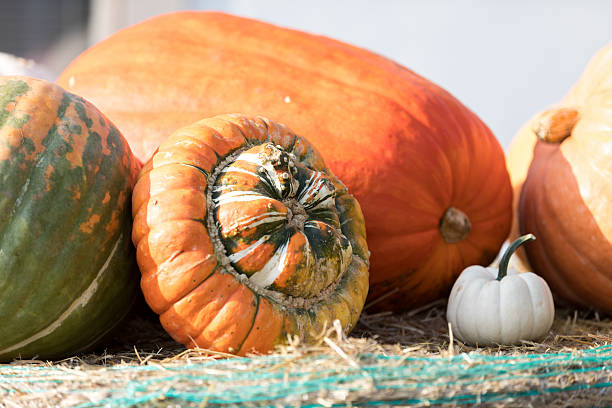 istock Ripe autumn pumpkins on the farm 612004490