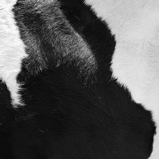 real black and white cowhide real black and white cowhide leather white hide textured stock pictures, royalty-free photos & images