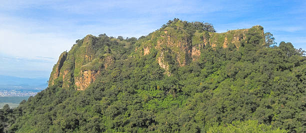 Forest near Tepoztlan in Mexico