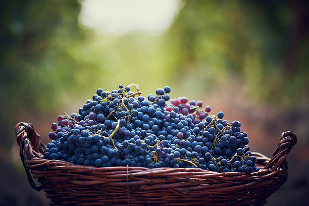 cesto con uva - vendemmia foto e immagini stock