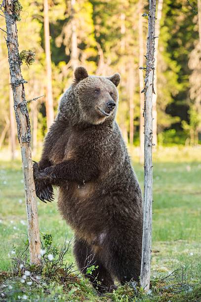istock She-bear standing on his hind legs 612008384
