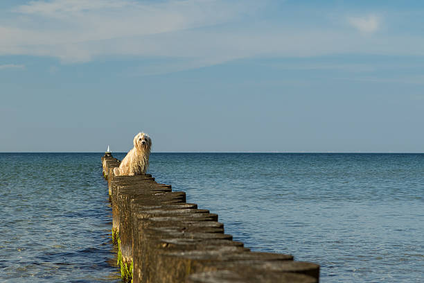 havanese dog at sea