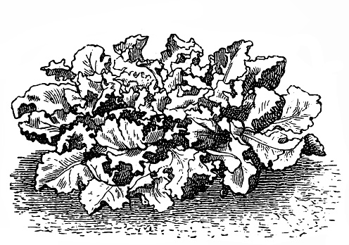 Illustration of a Escarole endive (frisee lettuce)
