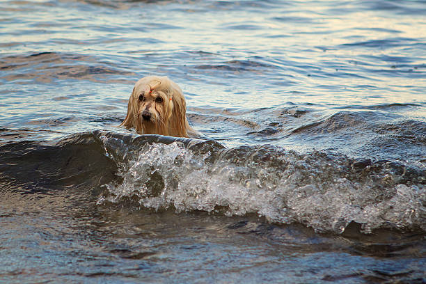 havanese dog swimming in the sea
