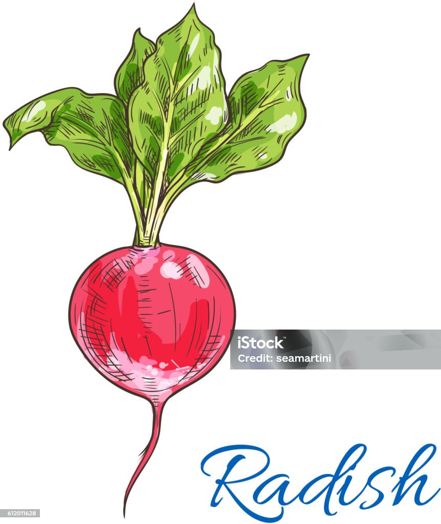 Red radish vegetable sketch for farming design Fresh radish vegetable with green leaves isolated sketch. Juicy ripe red radish for vegetarian healthy food, salad recipe, organic farm design Agriculture stock vector