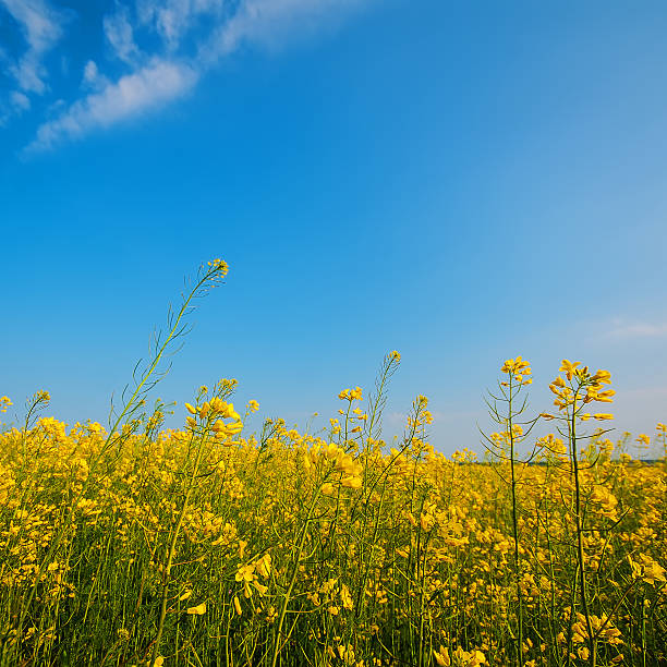 istock blooming yellow rapeseed flowers 612013124