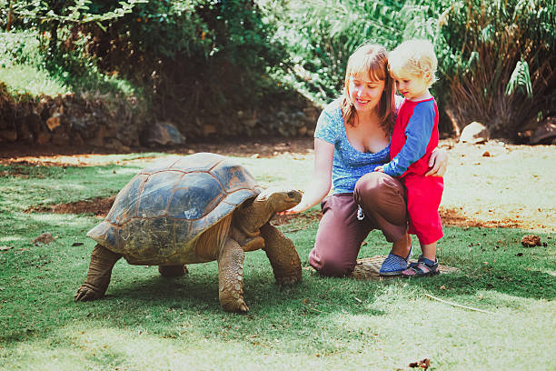 istock mother and little son feeding giant turtle 612013222