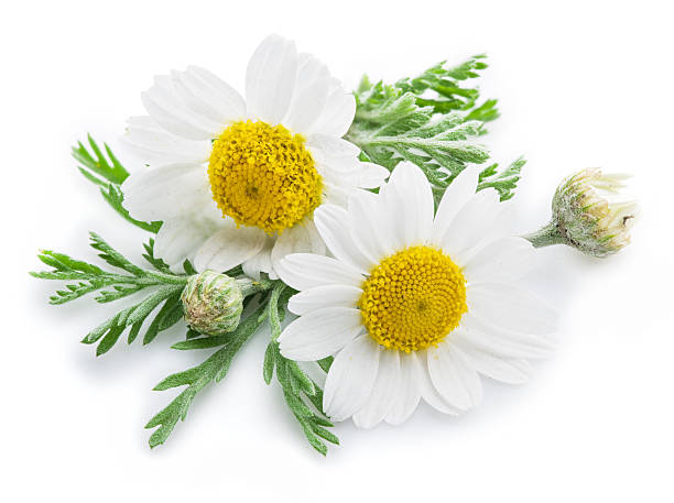 o camomile flores de manzanilla. - manzanilla fotografías e imágenes de stock