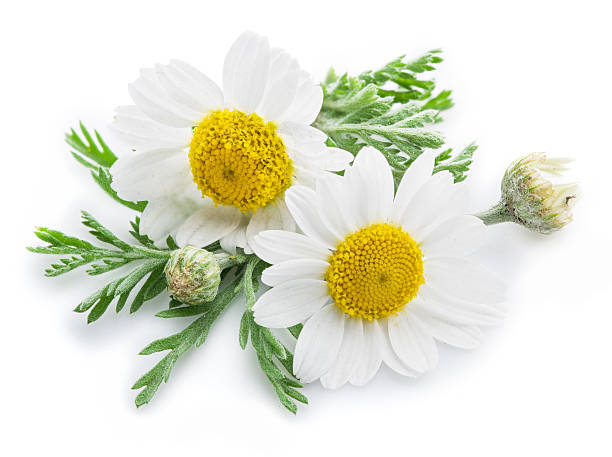 istock Chamomile or camomile flowers. 612013316