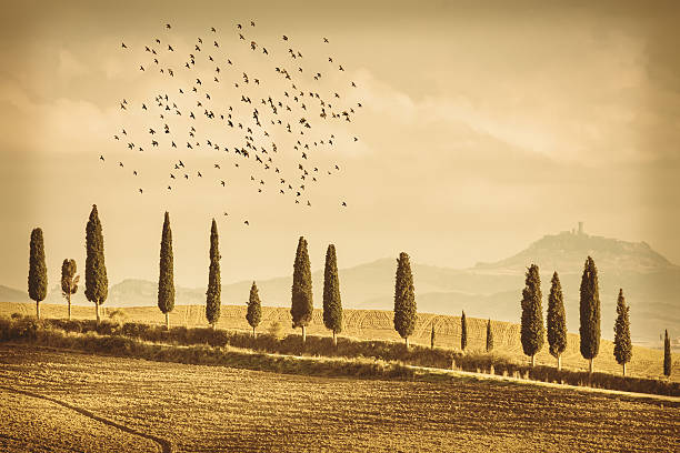 paisaje vintage de la toscana de cipreses y aves - tuscan cypress fotografías e imágenes de stock