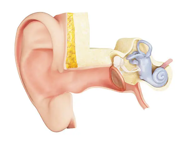 3D-illustration of the inner ear anatomy 