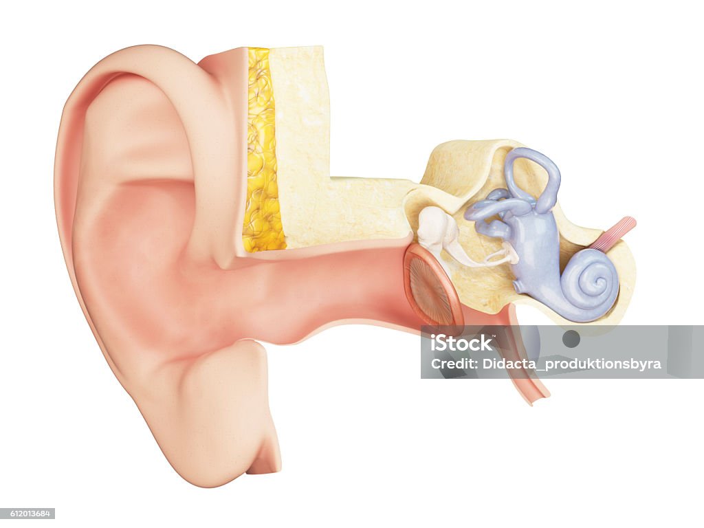 The anatomy of the inner ear - Royalty-free Kulak Zarı Stok görsel