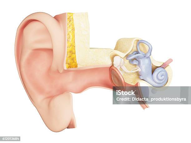 The Anatomy Of The Inner Ear Stok Fotoğraflar & Kulak Zarı‘nin Daha Fazla Resimleri - Kulak Zarı, İç Kulak, Kulak