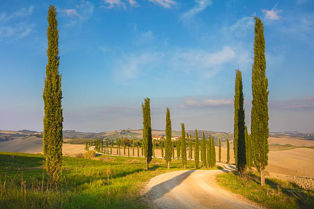 istock Cypresses Trees and ground road, morning 612014272
