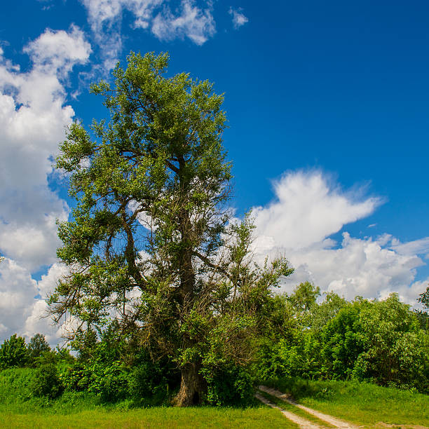 istock dirt road in the forest 612014456