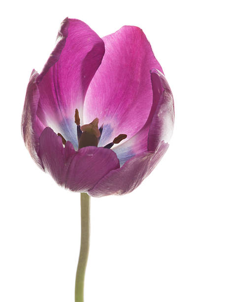 istock Crimson tulip with purple center 612014676