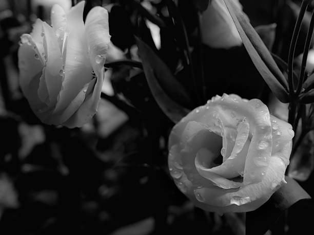 istock Beautiful wet white rose black and white 612015846