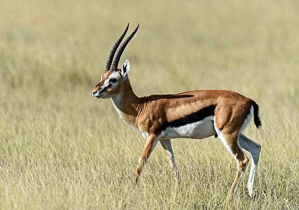istock Grant Gazelle in the savannah 612016394