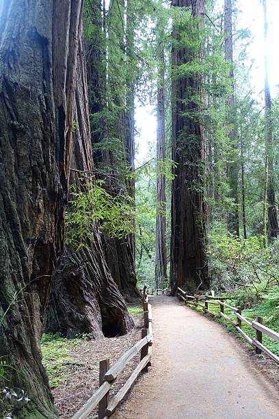 istock Looking down the path in Muir Woods, California 612018198