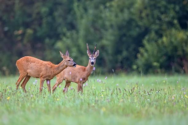 istock Roe-deer with buck deer in a clearing 612018866