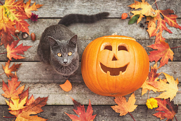 The Cat and the Pumpkin