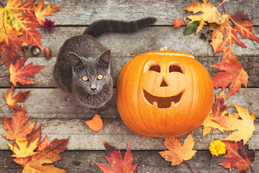 Halloween pumpkin with a cute little cat and autumn leafsHalloween pumpkin with a cute little cat and autumn leafs