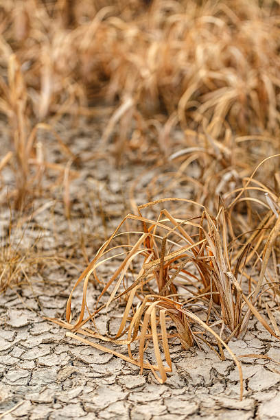 istock Dried branch of the plant 612020376