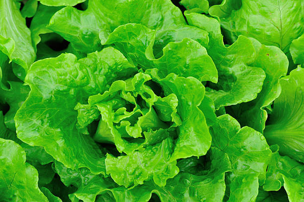 istock green lettuce crops in growth at vegetable garden 612020498