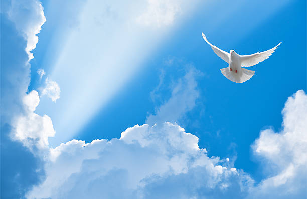 paloma blanca volando en los rayos del sol entre las nubes - paloma blanca fotografías e imágenes de stock