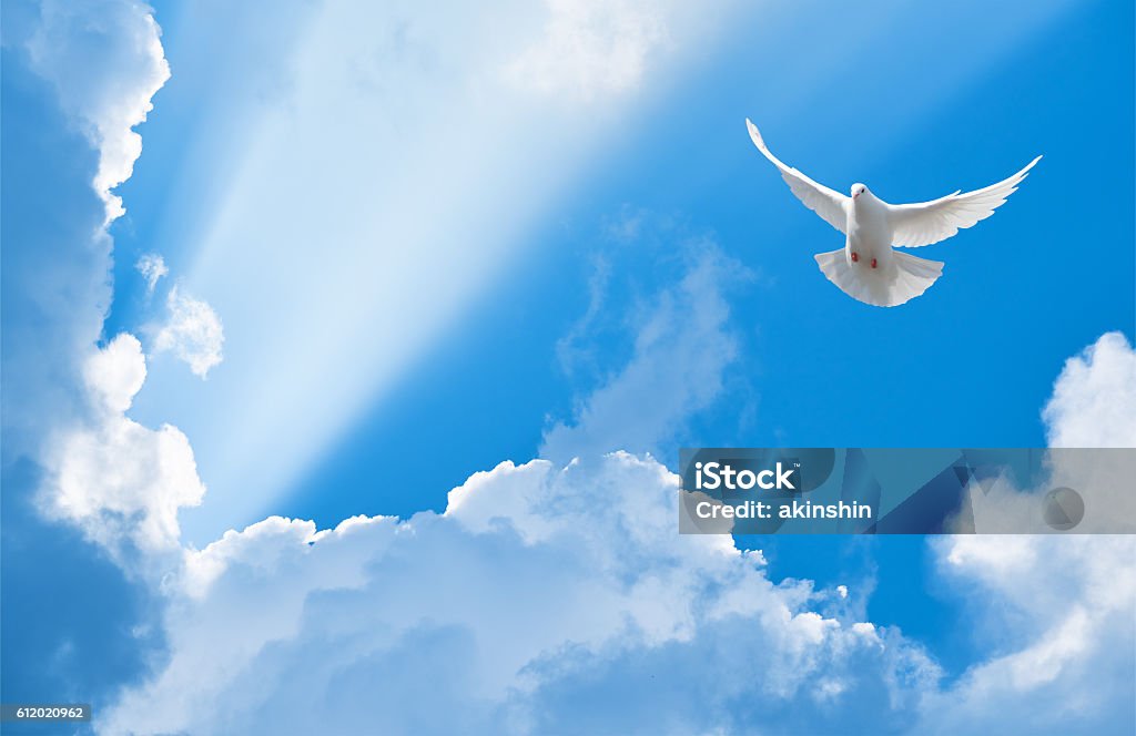 White dove flying in the sun rays among the clouds Dove - Bird Stock Photo