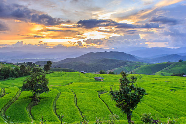 istock Green Terraced Rice Field in Pa Pong Pieng 612021234