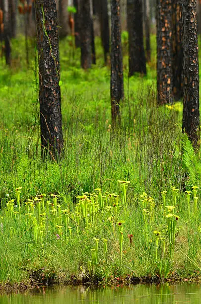 Bright green pitcher plant tops decorate a treeless lakeside patch in hilly northwest Florida. Behind them, away from the risk of being periodically submerged,  grow several longleaf pine trees, bearing the blackened marks of prescribed fire.