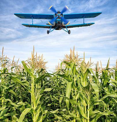 biplane over a maize field