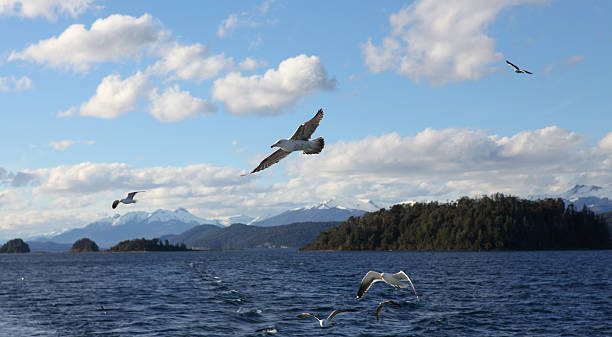 istock seagulls flying over the lake, Patagonia 612026588