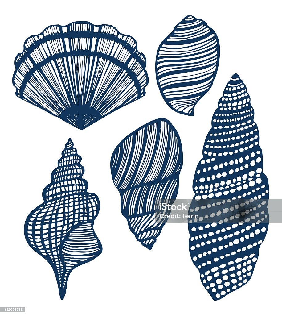 Shells Bw Vector Vector Handdrawn Shell Set Stock Illustration - Download Image Now ...