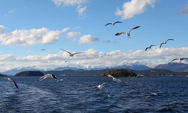 istock seagulls flying over the lake, Patagonia 612026774