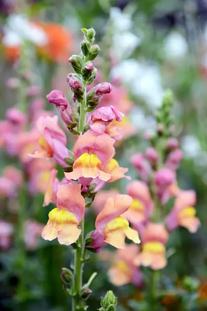 pink yellow snapdragon flower blossom.