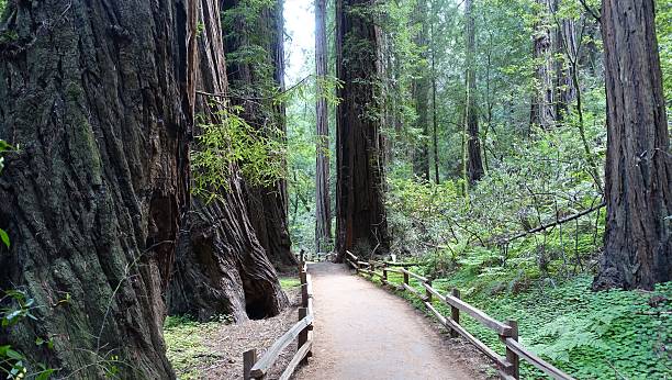 istock The forest path in Muir Woods, California 612027612