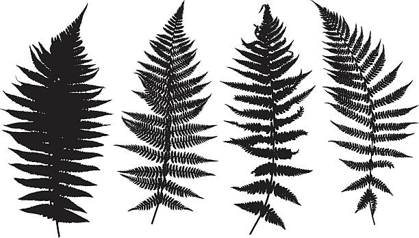 ilustrações de stock, clip art, desenhos animados e ícones de illustration of different ferns - fern bracken growth leaf