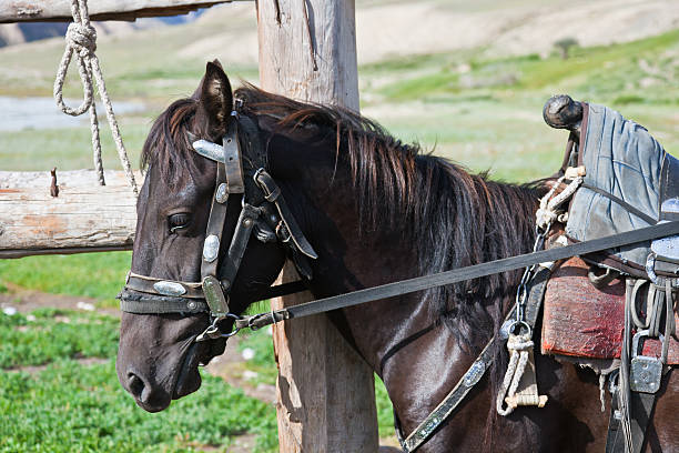istock Kyrgyz black stallion in harness with a saddle 612028318