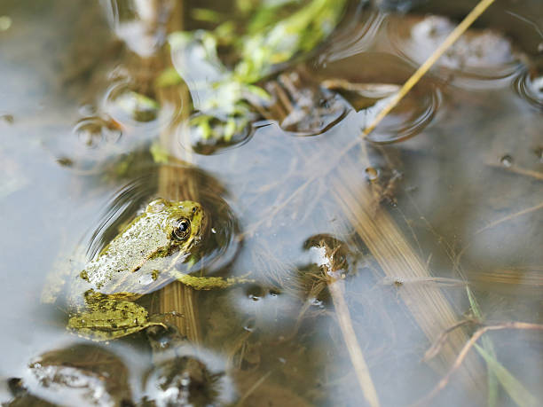 istock Green frog in the water 612029172