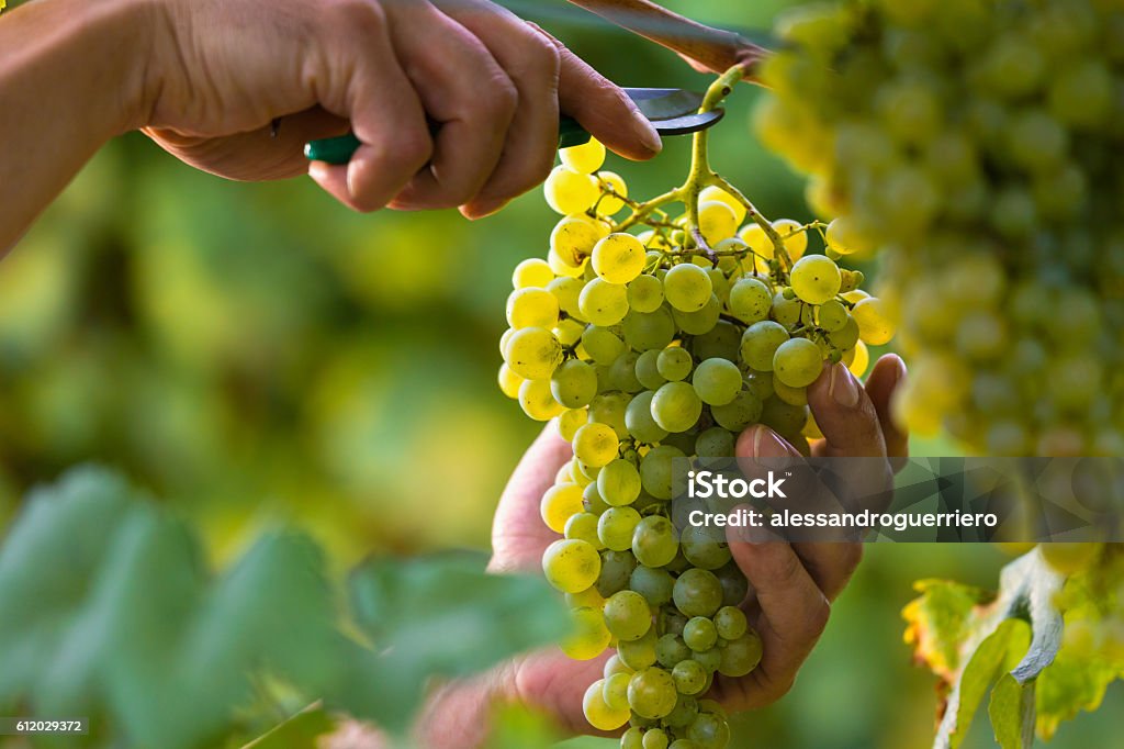 Hands Cutting White Grapes from Vines Close up of Worker's Hands Cutting White Grapes from vines during wine harvest in Italian Vineyard. Grape Stock Photo
