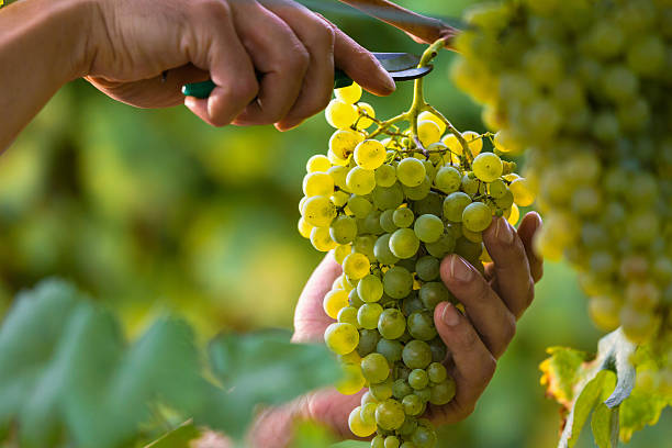 Hands Cutting White Grapes from Vines Close up of Worker's Hands Cutting White Grapes from vines during wine harvest in Italian Vineyard. grape stock pictures, royalty-free photos & images