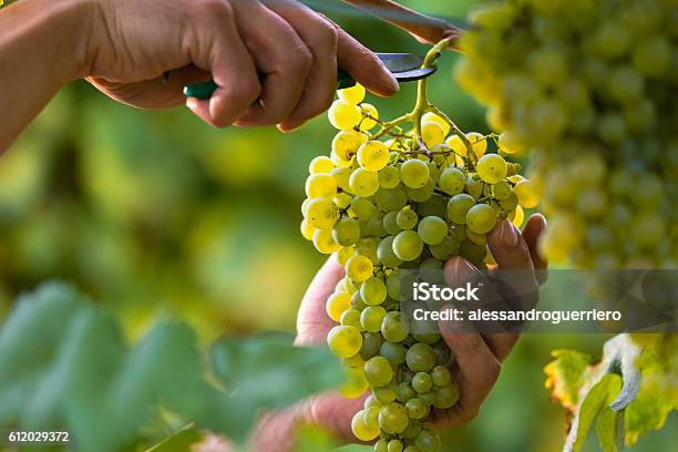 Hands Cutting White Grapes From Vines - Fotografias de stock e mais imagens de Uva - Uva, Vinho, Uva Branca