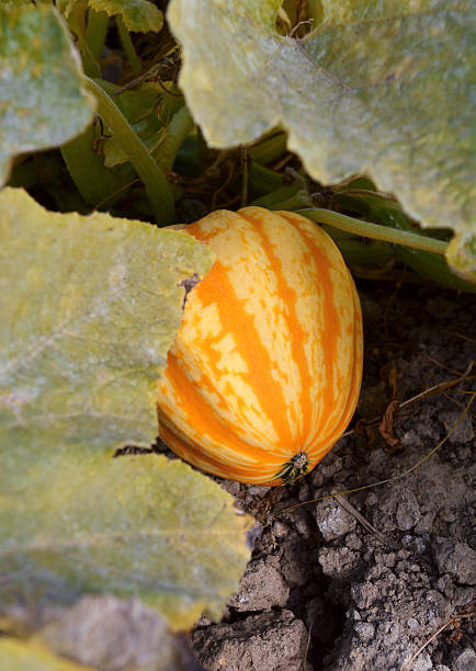 istock Striped Festival squash growing under leaves 612029478
