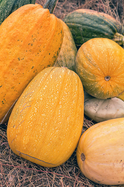 istock Big bright yellow and green pumpkins on dry grass 612029850