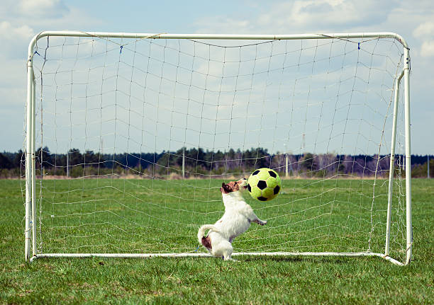 istock Funny football player playing at meadow at nice day 612030098